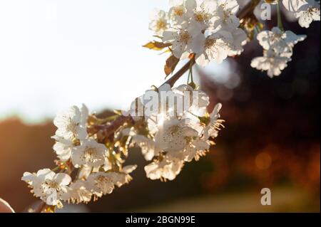Weiße Kirschblüten auf einem Zweig. Hintergrundbeleuchtung. Unscharfer Hintergrund Stockfoto