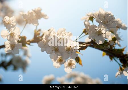 Weiße Kirschblüten auf einem Zweig. Hintergrundbeleuchtung. Unscharfer Hintergrund Stockfoto