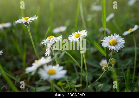 Matricaria chamomilla ist eine einjährige Pflanze der Familie Asteraceae. Blumen aus nächster Nähe. Stockfoto