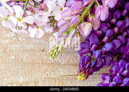 Bunte Lupinen und Phlox auf einem Holzhintergrund. Stockfoto