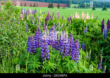 Lupinen, die am Straßenrand in der ländlichen Prince Edward Island, Kanada, wachsen. Stockfoto