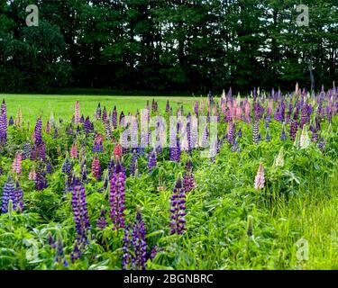 Lupinen, die am Straßenrand in der ländlichen Prince Edward Island, Kanada, wachsen. Stockfoto