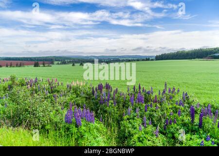 Lupinen, die am Straßenrand in der ländlichen Prince Edward Island, Kanada, wachsen. Stockfoto