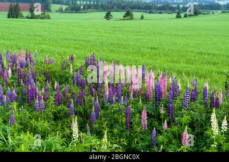 Lupinen, die am Straßenrand in der ländlichen Prince Edward Island, Kanada, wachsen. Stockfoto