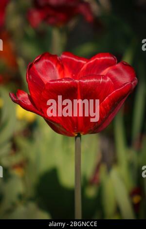 Eine einzelne blutrote Tulpe blüht in Monets berühmtem Garten in Giverny, Eure, Frankreich. Stockfoto