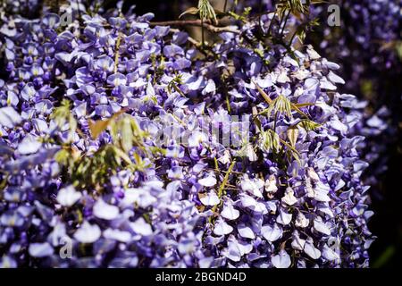 Nahaufnahme EINER Wisteria-Blume in voller Blüte, London, England. Stockfoto