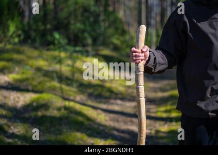Nahaufnahme eines Mannes, der einen Spazierstock im Wald hält. Handgefertigte hölzerne Wanderstock in der Hand von Wanderer an einem sonnigen Tag Stockfoto