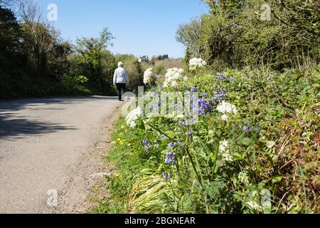 Landstraße mit Wildblumen auf einem Grasrand und eine Person, die auf einer ruhigen Straße im Frühjahr. Benllech, Isle of Anglesey, Nord Wales, Großbritannien Stockfoto