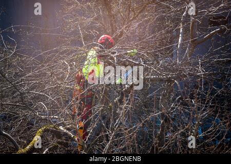 Mann beschneidet Baumspitzen mit einer Säge. Holzfäller tragen Schutzausrüstung und Sägen Äste nach Sturm in der Stadt. Arbeit mit hohem Risiko Stockfoto