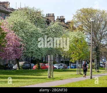 Leith, Edinburgh, Schottland, Großbritannien. April 2020. Covid-19 Lockdown: Eine Frau geht auf Leith Links im Frühlingssonne während der Coronavirus-Pandemie Stockfoto