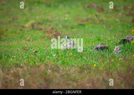 Kleiner Vogel steht auf dem Stein auf der grünen Wiese Stockfoto