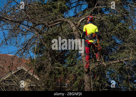 Mann beschneidet Baumspitzen mit einer Säge. Holzfäller tragen Schutzausrüstung und Sägen Äste nach Sturm in der Stadt. Arbeit mit hohem Risiko Stockfoto