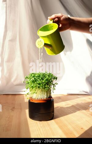 Unerkennbare Person gießt Microgreens in Keramik Topf von grün Bewässerung. Green Living Konzept. Bio-Lebensmittel. Grünanlage auf Holzfensterbank. Stockfoto