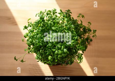 Microgreens sprießt im Topf. Heimisch und frische Kräuter. Vegane und gesunde Ernährung und grünes Wohnkonzept. Bio-Lebensmittel. Grünanlage auf Holzfensterbank Stockfoto