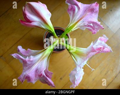 Amaryllis Lilie ist ein sicherer Bloomer für 10 Monate aus dem Jahr. Vier auf Stiel weich gestreiften rosa Blüten Pflanze sollte von Haustieren und Kindern ferngehalten werden Stockfoto