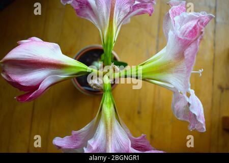 Amaryllis Blüte von oben Indoor Bulbous Pflanze mit breiter Blüte drei innere Blütenblätter und gleiche Anzahl äußere Kelchblätter Hollow Stamm hat schmale flache Blätter Stockfoto