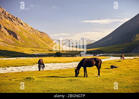 Pferde in der Nähe des Flusses in der Terskey Alatau Gebirge in Kirgisistan und Zentralasien Stockfoto