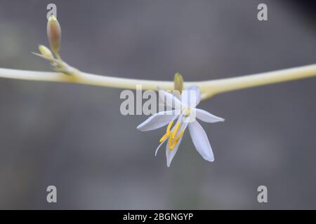 Indoor-Spinne Pflanze sechs Blütenblätter Blume auf einem langen gebogenen Stamm Es sendet Blüten, wenn reife Chlorophytum comosum bildet Berge von schmalen gestreiften Blättern Stockfoto