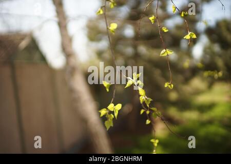 Birke mit jungen grünen Blättern an den Zweigen im sonnigen Frühlingstag. Frühling. Natürliche ländlichen Garten Hintergrund. Stockfoto