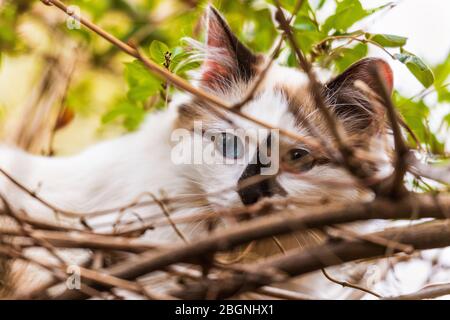 Porträt der himalaya-perserkatze auf dem Grün im Frühjahr. Stockfoto