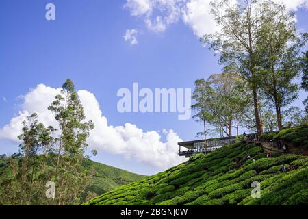 Die Boh Tea Company wurde 1929 gegründet und ist eine der berühmten Teemarken in Malaysia. Einer der schönsten Punkte in den Cameron Highlands Stockfoto