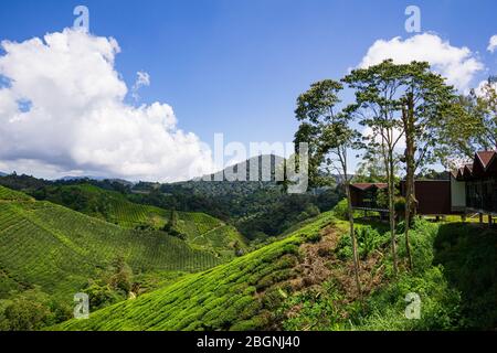 Die Boh Tea Company wurde 1929 gegründet und ist eine der berühmten Teemarken in Malaysia. Einer der schönsten Punkte in den Cameron Highlands. Stockfoto