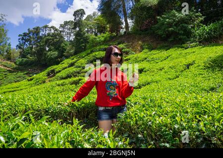 Die Boh Tea Company wurde 1929 gegründet und ist eine der berühmten Teemarken in Malaysia. Einer der Höhepunkte landschaftlich schönen Ort in Cameron Highlands, die V Stockfoto