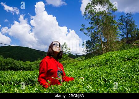 Die Boh Tea Company wurde 1929 gegründet und ist eine der berühmten Teemarken in Malaysia. Einer der Höhepunkte landschaftlich schönen Ort in Cameron Highlands, die V Stockfoto