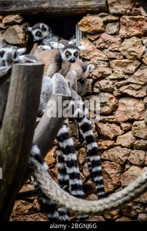 Gruppe von Ringschwanz-Lemur, die auf einem Holzbalken ruht - Lemur Catta Stockfoto