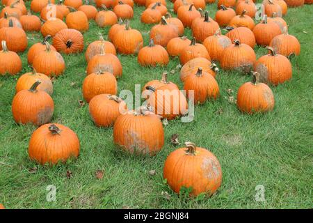 Mehrere Größen und Formen von Kürbissen aus dem Patch geerntet, wo sie für die Herbstferien gezüchtet wurden. Stockfoto