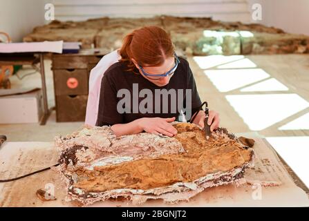 22. April 2020, Hessen, Frankfurt am Main: Auf dem Gelände des Senckenberg Naturmuseums entdeckt der Tierpräparator Zsofia Hajdu mit einem pneumatischen Schnapser den Knochen eines Dinosauriers aus einem Felsblock der "Lance Formation" im US-Bundesstaat Wyoming. Für die Sonderausstellung 'Edmonds Prähistorisches Reich - EINE Dino-Ausgrabung in Frankfurt' wurde ein 20 Quadratmeter großer Block mit Dinosaurierknochen von rund 24 Tonnen in 16 Stück per Überseecontainer nach Frankfurt verschifft. Nach der Wiedereröffnung des Museums wird der Block vor den Besuchern frei vorbereitet. Foto: Arne Dedert/dpa Stockfoto