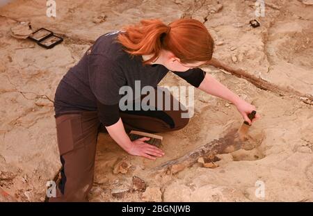 22. April 2020, Hessen, Frankfurt am Main: Auf dem Gelände des Senckenberg Naturmuseums deckt der Tierpräparator Zsofia Hajdu den Knochen eines Dinosauriers aus einem Felsblock der 'Lance Formation' im US-Bundesstaat Wyoming auf. Für die Sonderausstellung 'Edmonds Prähistorisches Reich - EINE Dino-Ausgrabung in Frankfurt' wurde ein 20 Quadratmeter großer Block mit Dinosaurierknochen von rund 24 Tonnen in 16 Stück per Überseecontainer nach Frankfurt verschifft. Nach der Wiedereröffnung des Museums wird der Block vor den Besuchern frei vorbereitet. Foto: Arne Dedert/dpa Stockfoto