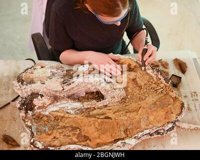 22. April 2020, Hessen, Frankfurt am Main: Auf dem Gelände des Senckenberg Naturmuseums entdeckt der Tierpräparator Zsofia Hajdu mit einem pneumatischen Schnapser den Knochen eines Dinosauriers aus einem Felsblock der "Lance Formation" im US-Bundesstaat Wyoming. Für die Sonderausstellung 'Edmonds Prähistorisches Reich - EINE Dino-Ausgrabung in Frankfurt' wurde ein 20 Quadratmeter großer Block mit Dinosaurierknochen von rund 24 Tonnen in 16 Stück per Überseecontainer nach Frankfurt verschifft. Nach der Wiedereröffnung des Museums wird der Block vor den Besuchern frei vorbereitet. Foto: Arne Dedert/dpa Stockfoto