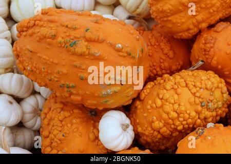 Horizontales Bild von hellen und bunten orange und weißen Kürbissen in verschiedenen Größen und einige mit großen Beulen über die gesamte Oberfläche auf dem Markt. Stockfoto
