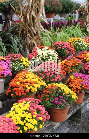 Vertikale Darstellung von Topfpflanzen, Blumen und Maisstielen in hellen und bunten Sorten wachsen und auf der lokalen Gartenbauschule zu sehen. Stockfoto