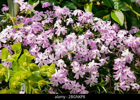 Leuchtend rosa Frühlingsblumen Hintergrund. Feine zarte Boden decken Frühlingsblumen. Phlox Ahle-förmige botanische. Kleiner rosa und flieder, einblättriger rosa Flo Stockfoto