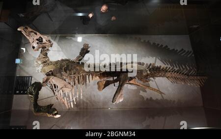 22. April 2020, Hessen, Frankfurt/Main: Philipe Havlik, Projektleiterin und Paläontologin, steht im Senckenberg Naturmuseum an der Vitrine eines Entenschnabel-Dinosaurier-Skeletts Edmontosaurus annectens (Marsh 1892), das das Museum seit mehr als 100 Jahren besitzt. Das Original einer fossilen Mumie steht im Mittelpunkt der Sonderausstellung 'Edmonds Urreich - EINE Dinograve in Frankfurt'. Außerdem wird nach der Wiedereröffnung des Museums ein riesiger Felsblock aus der 'Lance Formation' im US-Bundesstaat Wyoming frei vor den Augen der Besucher vorbereitet. Foto: Arne Dedert/dpa Stockfoto