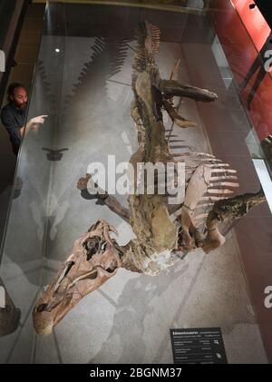 22. April 2020, Hessen, Frankfurt/Main: Philipe Havlik, Projektleiterin und Paläontologin, steht im Senckenberg Naturmuseum an der Vitrine eines Entenschnabel-Dinosaurier-Skeletts Edmontosaurus annectens (Marsh 1892), das das Museum seit mehr als 100 Jahren besitzt. Das Original einer fossilen Mumie steht im Mittelpunkt der Sonderausstellung 'Edmonds Urreich - EINE Dinograve in Frankfurt'. Außerdem wird nach der Wiedereröffnung des Museums ein riesiger Felsblock aus der 'Lance Formation' im US-Bundesstaat Wyoming frei vor den Augen der Besucher vorbereitet. Foto: Arne Dedert/dpa Stockfoto