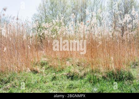 Trail in einem Feld von Schilf Stockfoto