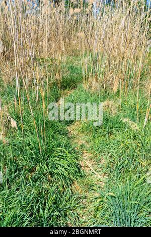 Trail in einem Feld von Schilf Stockfoto