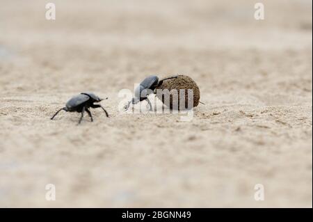 Mistkäfer auf Strandsand kämpfen um Ball Stockfoto