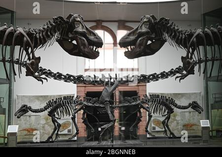 22. April 2020, Hessen, Frankfurt am Main: Die Nachbildung eines Skeletts eines Tyrannosaurus Rex spiegelt sich in einem leeren Dinosaurierraum des Senckenberg Naturmuseums in einer Vitrine wider. Foto: Arne Dedert/dpa Stockfoto