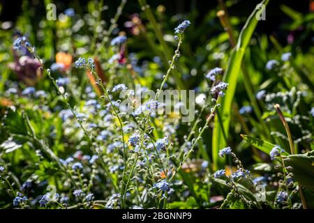 Vergiss mich, nichts wächst im Sonnenschein, England. Stockfoto