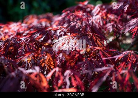 Eine detailreiche Aufnahme eines japanischen Acer in einem sonnigen englischen Garten. Stockfoto