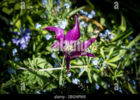 Eine lila Tulpe blühend in einem englischen Garten. Stockfoto