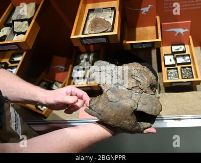 22. April 2020, Hessen, Frankfurt Am Main: Die Schale einer fossilen Weichschildkröte, ein Nebenprodukt von Ausgrabungen in der 'Lance Formation' im US-Bundesstaat Wyoming, wird im Senckenberg Nature Museum im Rahmen einer Presseveranstaltung zur Sonderausstellung 'Edmond's Prähistoric Empire - A Dinograb in Frankfurt' präsentiert. Foto: Arne Dedert/dpa Stockfoto