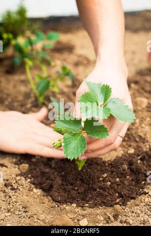 Männliche Hände, die eine Erdbeerpflanze in den Boden legen. Nahaufnahme. Idee der Lockdown-Aktivität während der COVID-19-Pandemie. Vertikale Aufnahme. Stockfoto