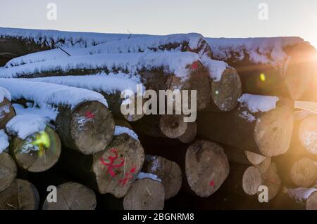 Polter, gestapelte gefällte Baumstämme im Winter. Querschnitt mit Markierungen, Schnee, strahlender Sonnenschein im Gegenlicht für die Holzindustrie Stockfoto