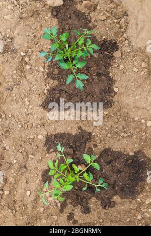 Zwei kleine Tomatenpflanzen wachsen auf nassem Boden. Vertikale Aufnahme. Lockdwon Aktivität Idee. Stockfoto