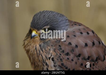 Ein Lanner-Falke auf der Noah's Ark Zoo Farm in Bristol - EIN Greifvogel Stockfoto